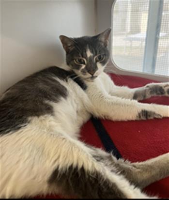 Snow, Domestic Short Hair (medium coat)