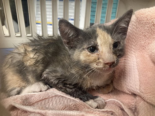 Leia, Domestic Short Hair (medium coat)