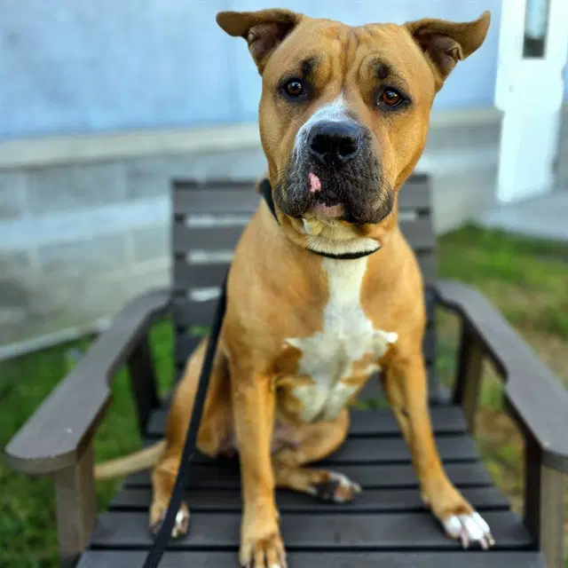 Rachel - Pit Bull Terrier
