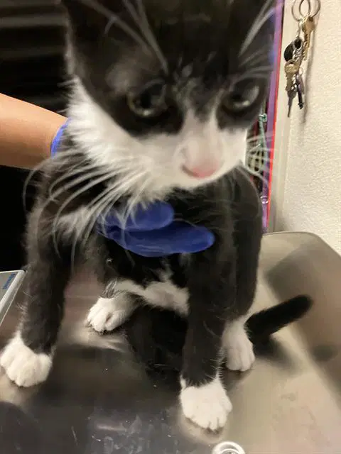 Kitten - Domestic Short Hair