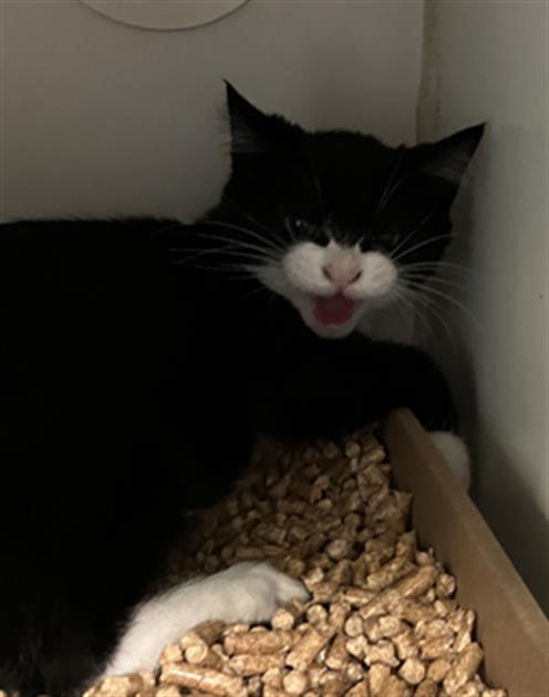 Kitten 5, Domestic Short Hair (medium coat)
