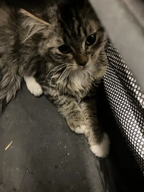 Kitten - Domestic Short Hair