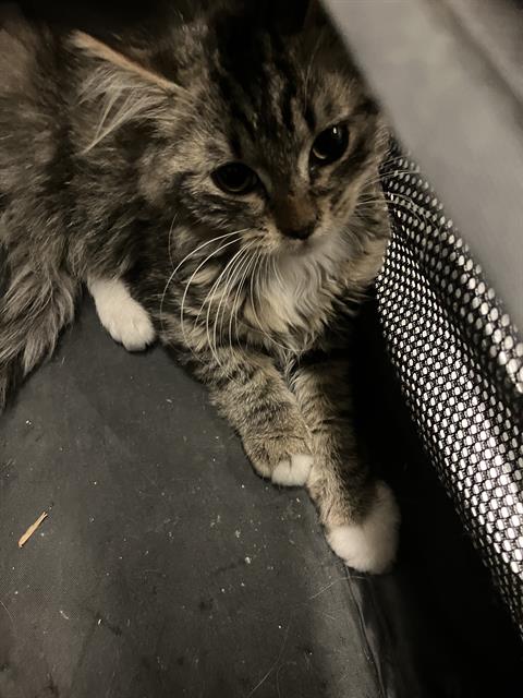 Kitten