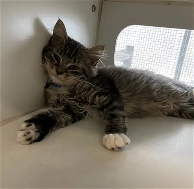 Kitten - Domestic Short Hair