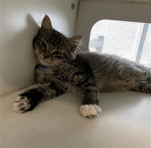 Kitten 7, Domestic Short Hair (medium coat)