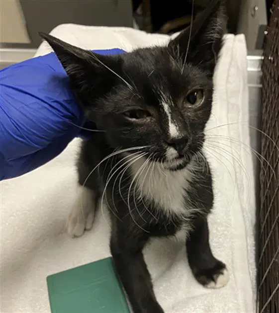 Falcon - Domestic Short Hair