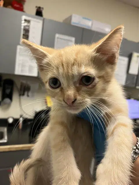 Mars - Domestic Short Hair