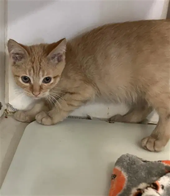 Mars - Domestic Short Hair