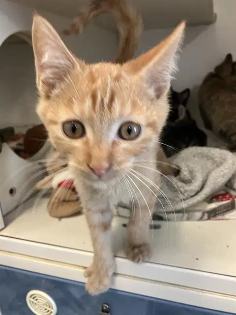 Jupiter - Domestic Short Hair
