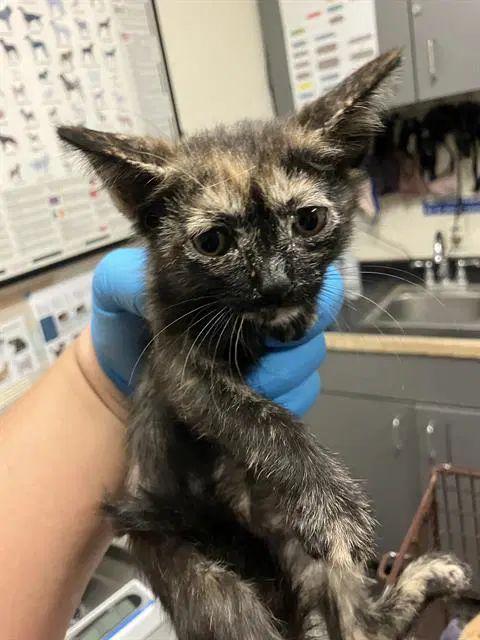 Venus - Domestic Short Hair