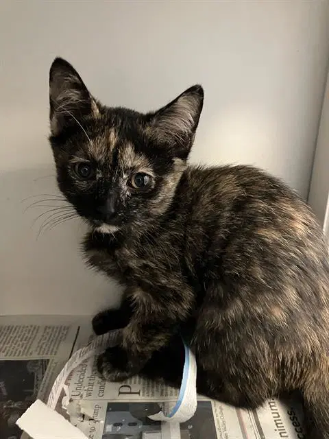 Venus - Domestic Short Hair