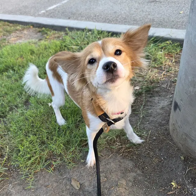Swiper - Pomeranian