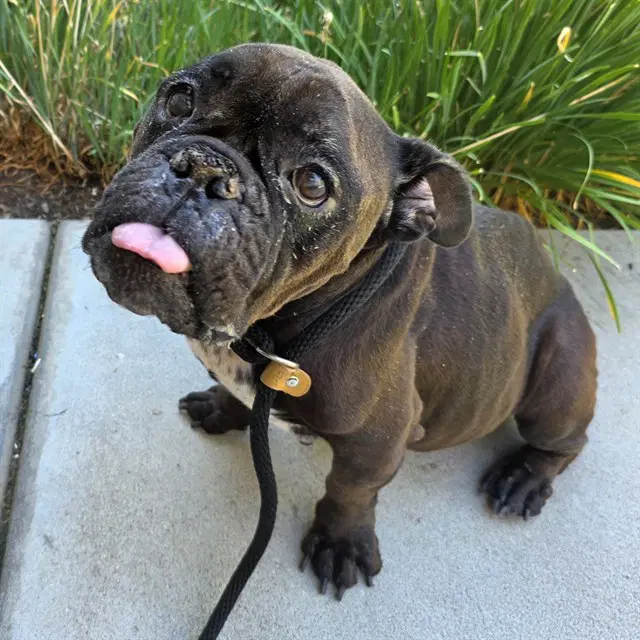 Selena - Bulldog