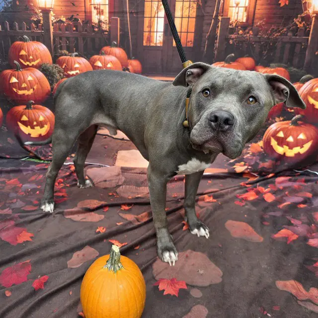 Courage - Pit Bull Terrier