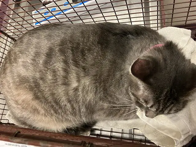 Bunnie - Domestic Short Hair