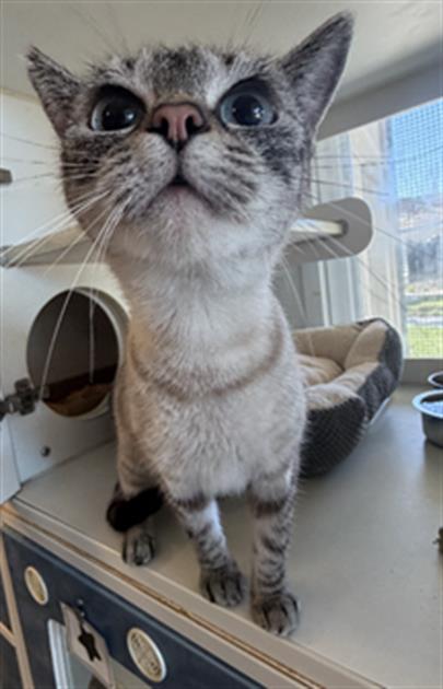 *BELLA