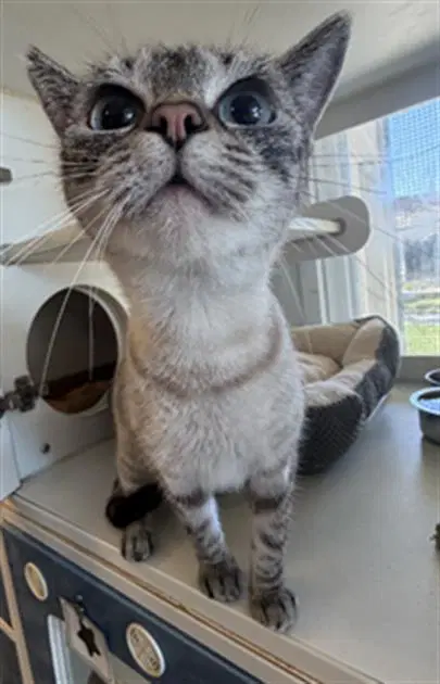 Bella - Siamese