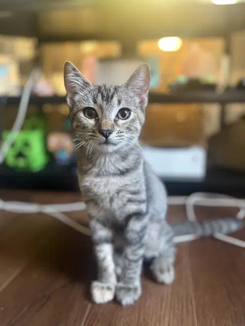 Fawn - Domestic Short Hair