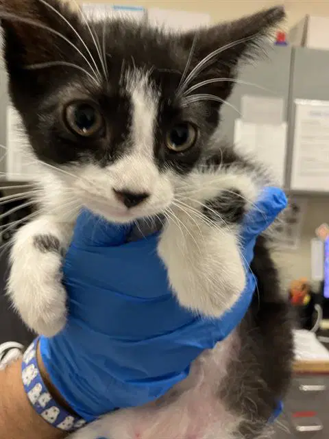 Donut - Domestic Short Hair