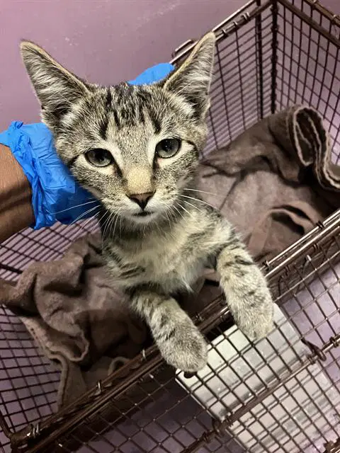 Elvi - Domestic Short Hair