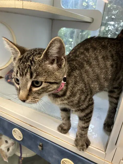 Elvi - Domestic Short Hair