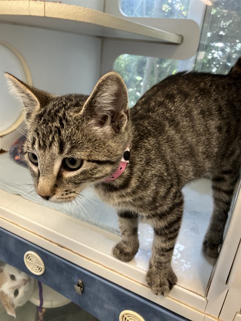 Elvi, Domestic Short Hair (medium coat)