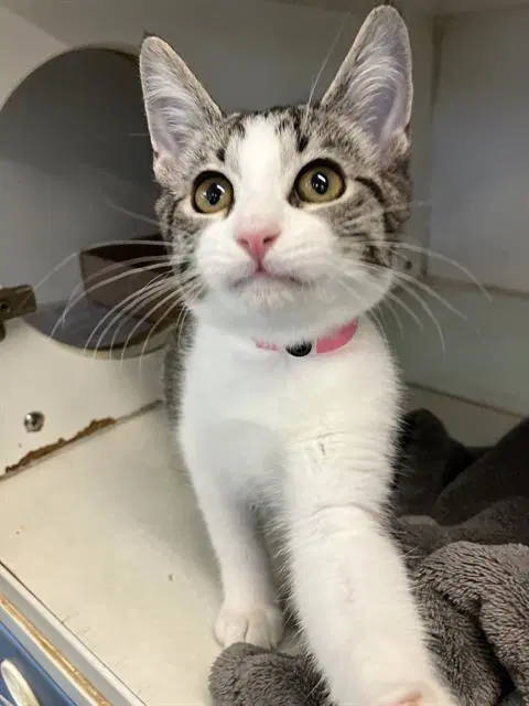 Rose - Domestic Short Hair