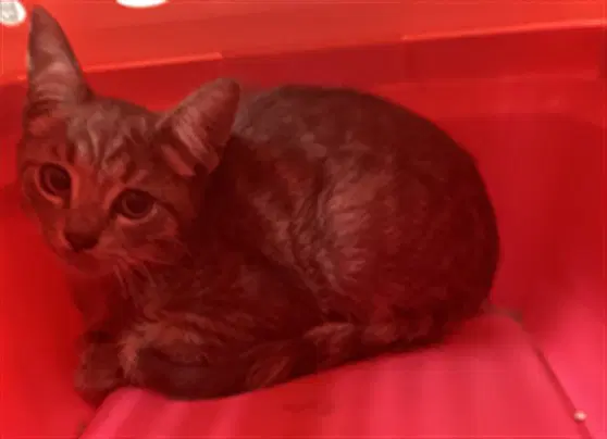 Bradley - Domestic Short Hair