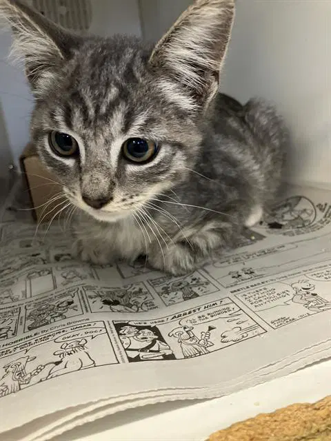 Bradley - Domestic Short Hair