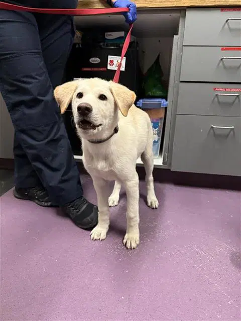 Taffy - Labrador Retriever