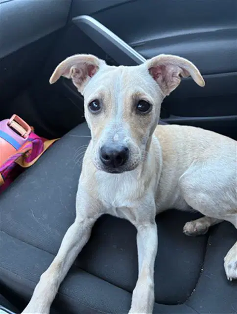 Laura - Chihuahua