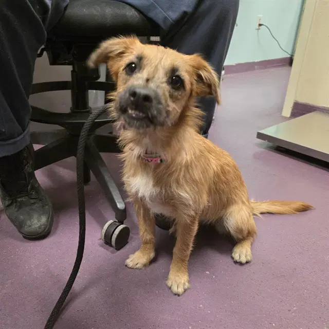 Miss Grin - Terrier