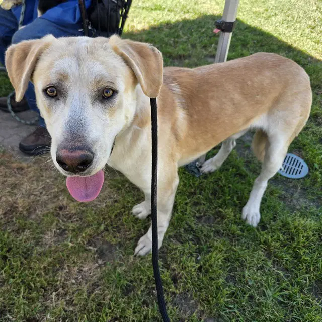Russell - Labrador Retriever