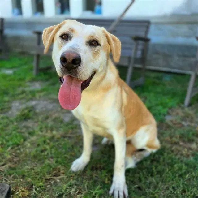 Russell - Labrador Retriever