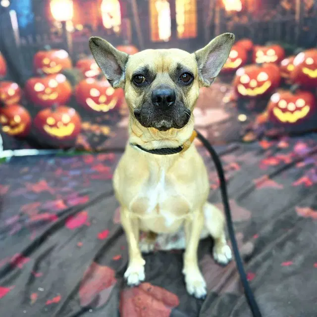 Paulie - French Bulldog