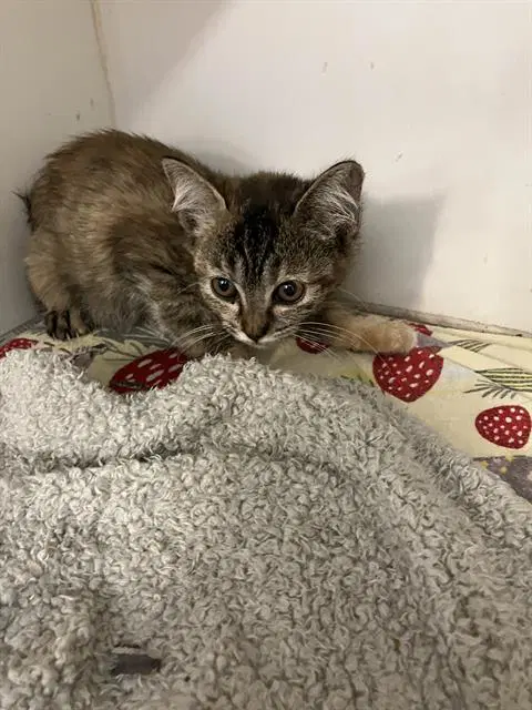 Saturn - Domestic Short Hair