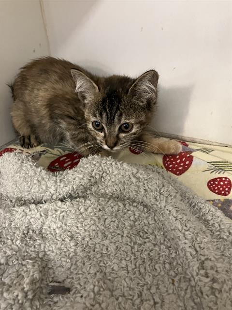 Saturn, Domestic Short Hair (medium coat)