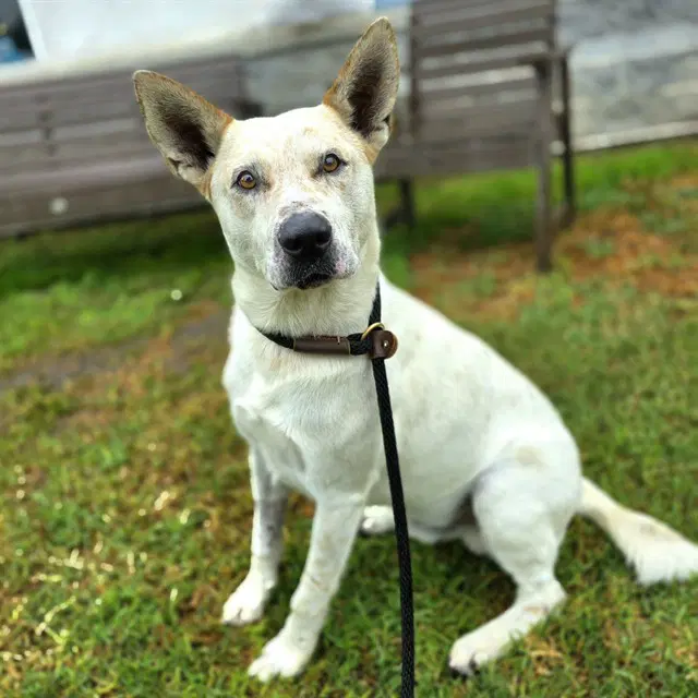 Norton - Australian Cattle Dog/Blue Heeler