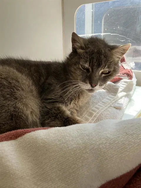 Nana - Domestic Short Hair