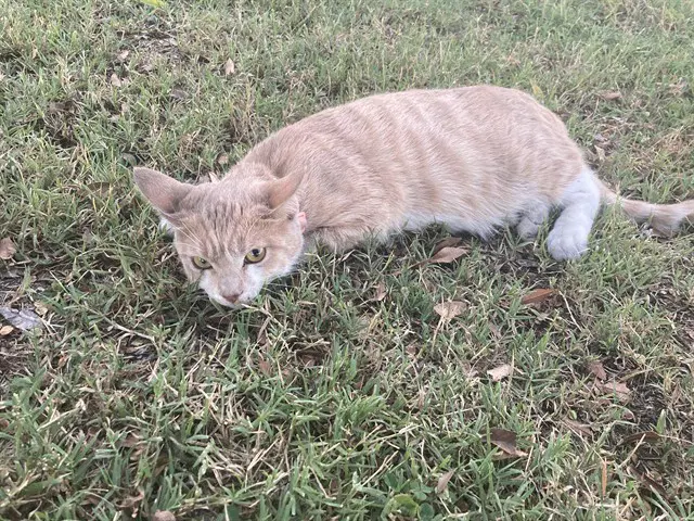 Pumpkin Spice - Domestic Short Hair