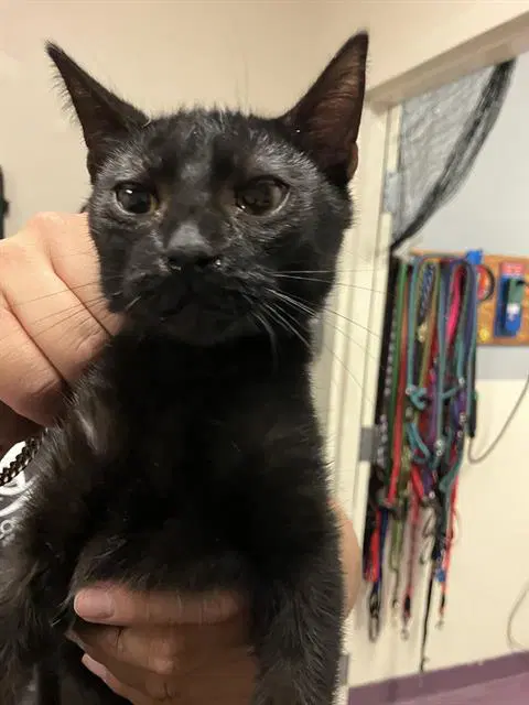 Catdabra - Domestic Short Hair