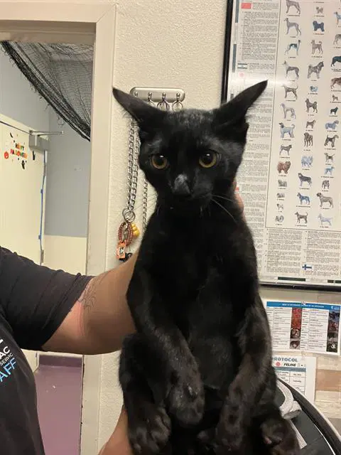 Catula - Domestic Short Hair