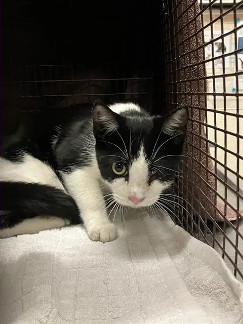 Stella - Domestic Short Hair