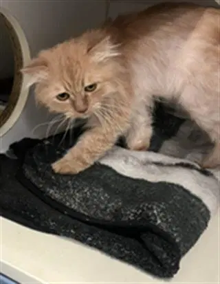 Tygra - Domestic Long Hair