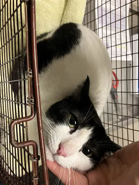 Leroy - Domestic Short Hair