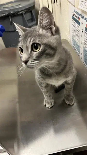 Feliz - Domestic Short Hair