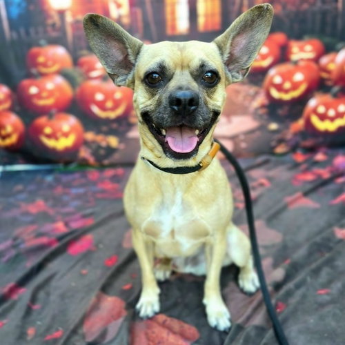Paulie, French Bulldog (medium coat)