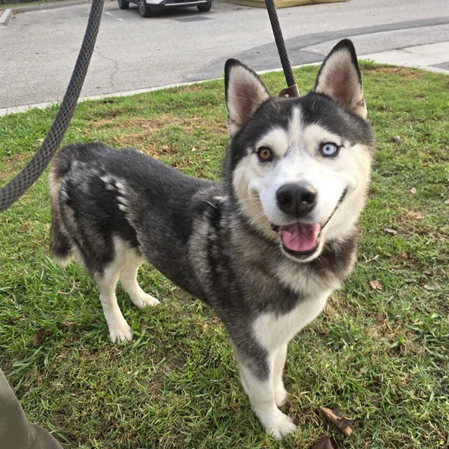Koda