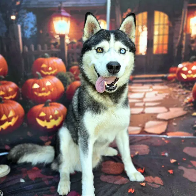 Koda - Siberian Husky