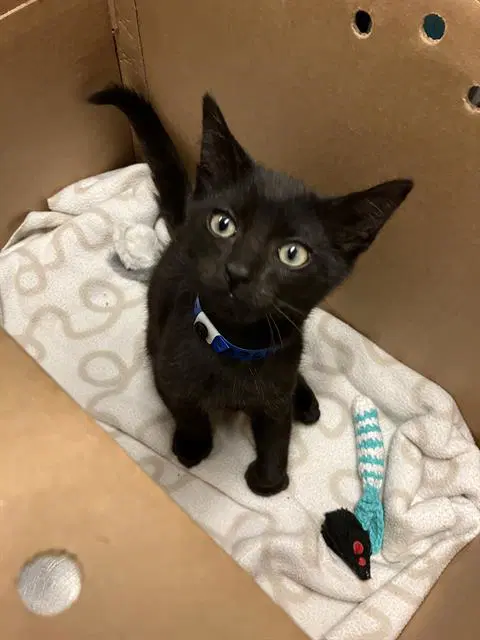 Jojo - Domestic Short Hair